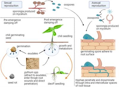 A comprehensive review of integrated management strategies for damping-off disease in chili